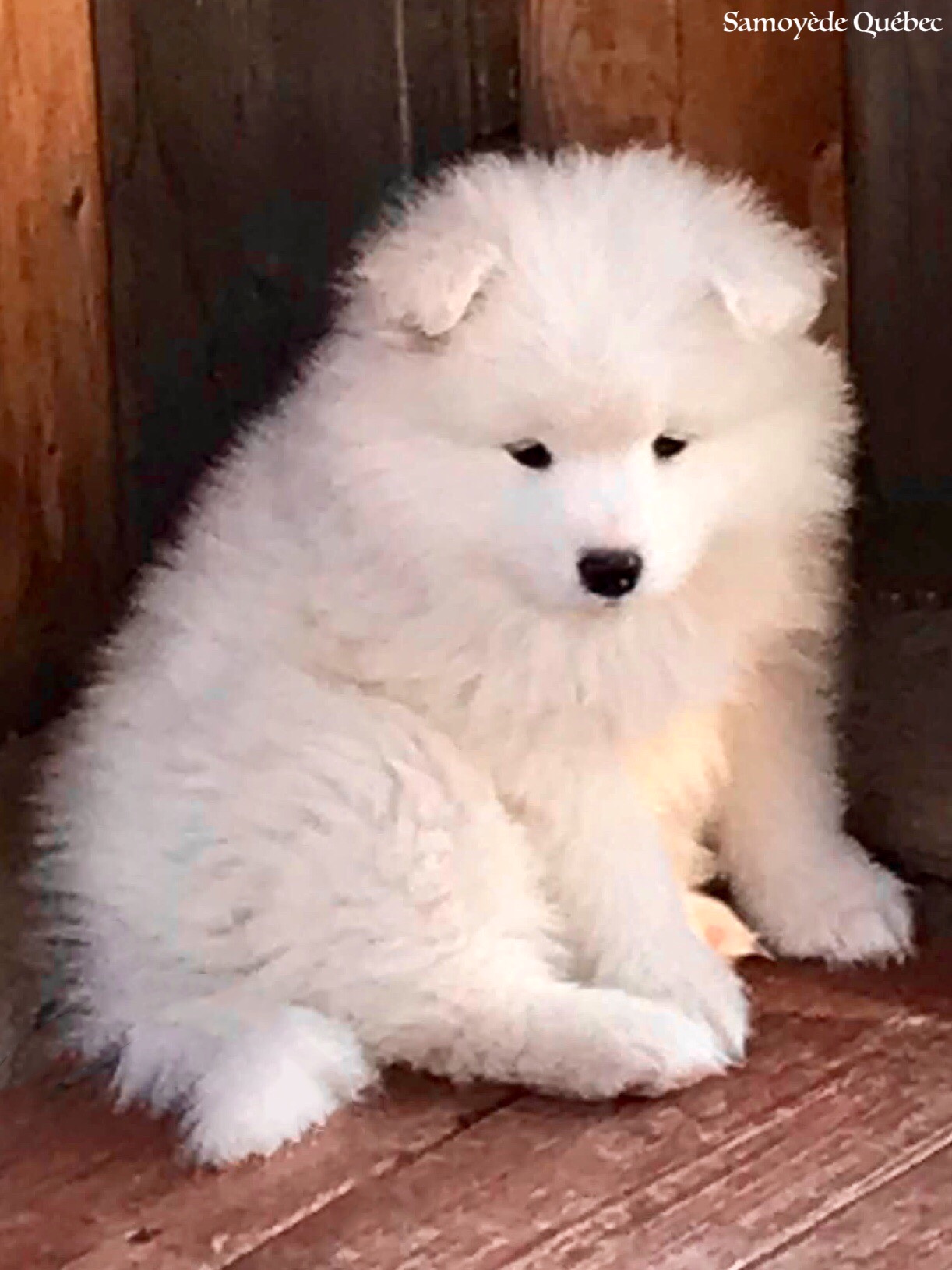 chiot 2018