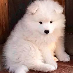 chiot 2018