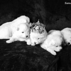 le prince et les princesses - Samoyède Québec
