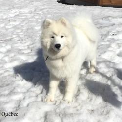 Lucky - Samoyède Québec