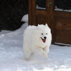 Lucky cours dans la neige
