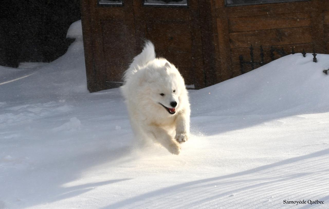 Lucky running in the snow