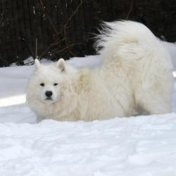 Lucky dans la neige