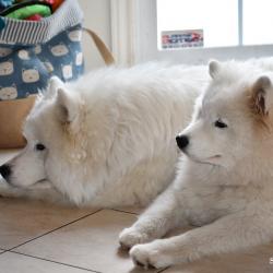 Lucky et Akela - Samoyède Québec