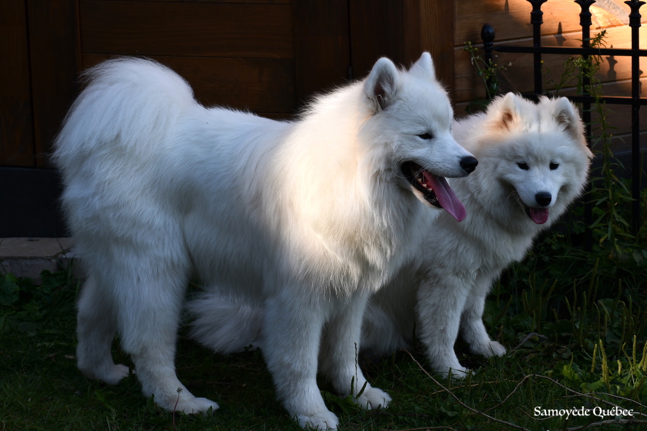 Lucky et Akela - Samoyède Québec