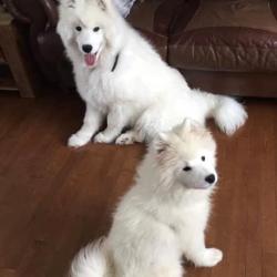Lucky et Akela - Samoyède Québec