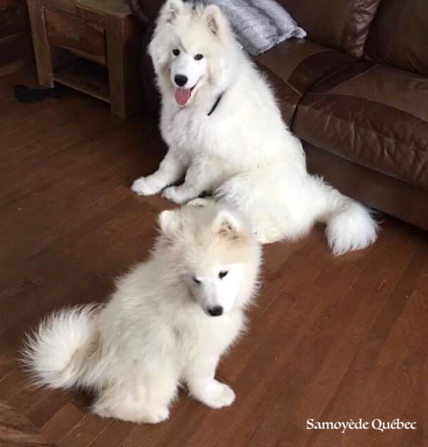 Lucky et Akela - Samoyède Québec