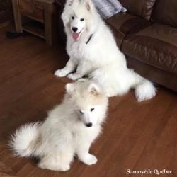 Lucky et Akela - Samoyède Québec
