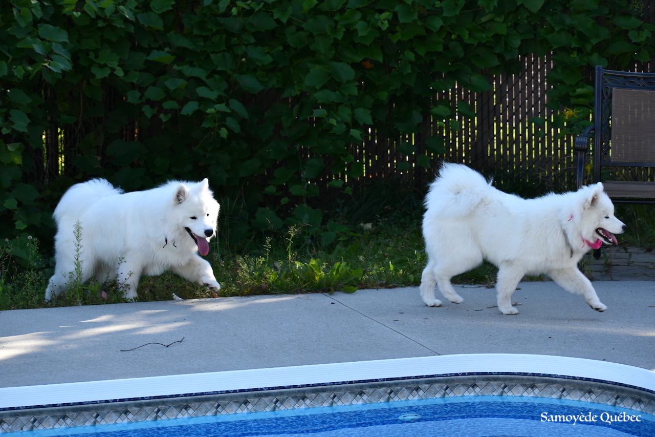 Lucky an Akela around the swimming pool - Samoyed Quebec