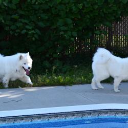 Lucky et Akela  autour de la piscine - Samoyède Québec