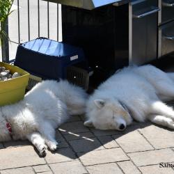 Lucky and Akela sleeping - Samoyed Quebec