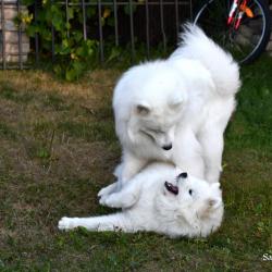 Lucky et Akela qui s'amuse - Samoyède Québec