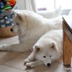 Lucky et Akela - Samoyède Québec