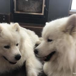 Lucky et Balto jouent ensemble
