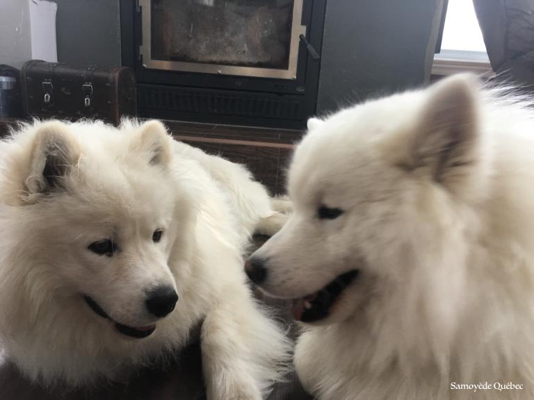 Lucky and Balto playing together
