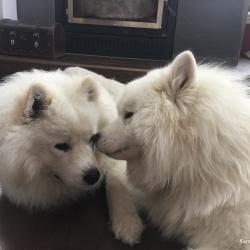 Lucky et Balto jouent ensemble