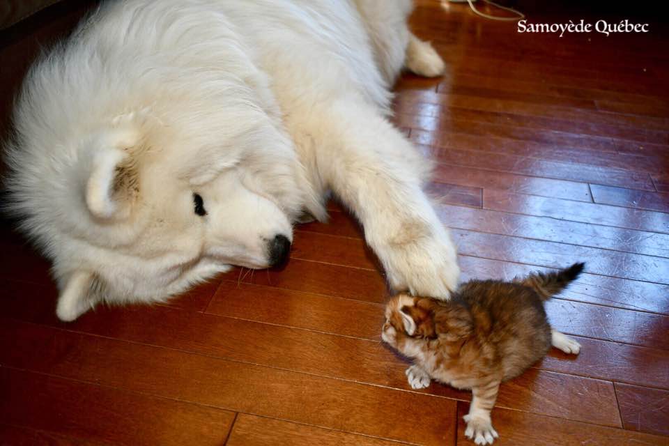 lucky et chaton sibérien - Samoyède Québec