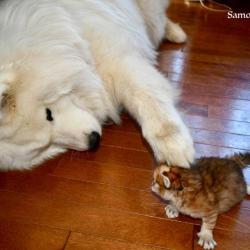 lucky et chaton sibérien - Samoyède Québec