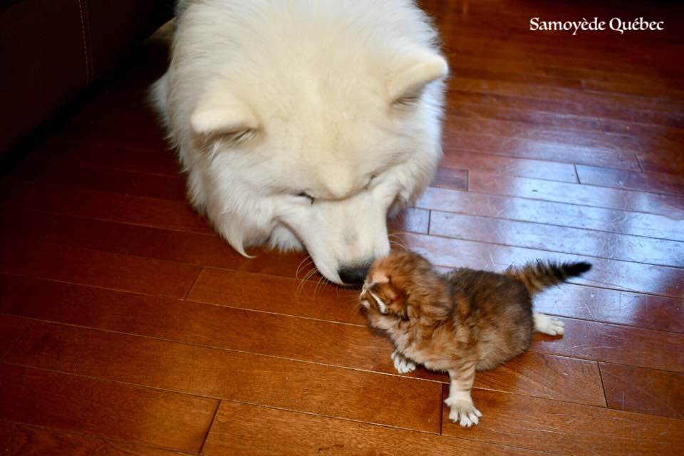 lucky et chaton sibérien - Samoyède Québec