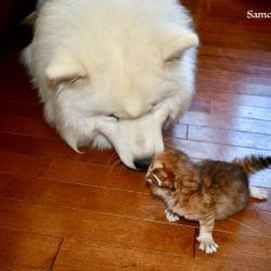 lucky et chaton sibérien - Samoyède Québec