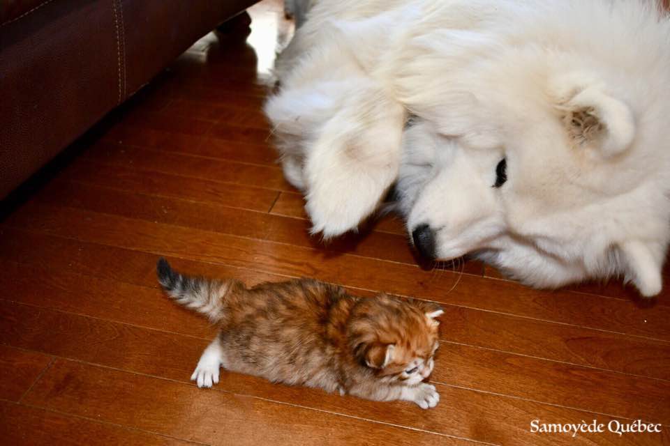 lucky et chaton sibérien - Samoyède Québec