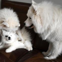 Nushka avec papa et maman