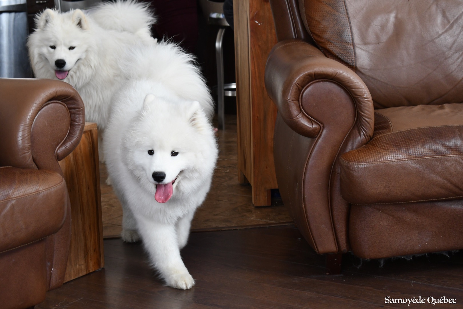 Nushka Balto