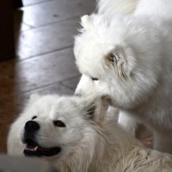 Nushka et Balto