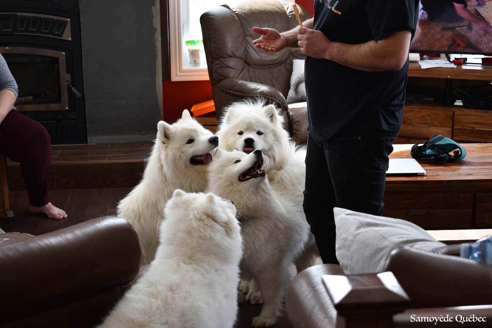 Nushka Lucky Akela Balto