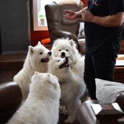 Nushka Lucky Akela Balto