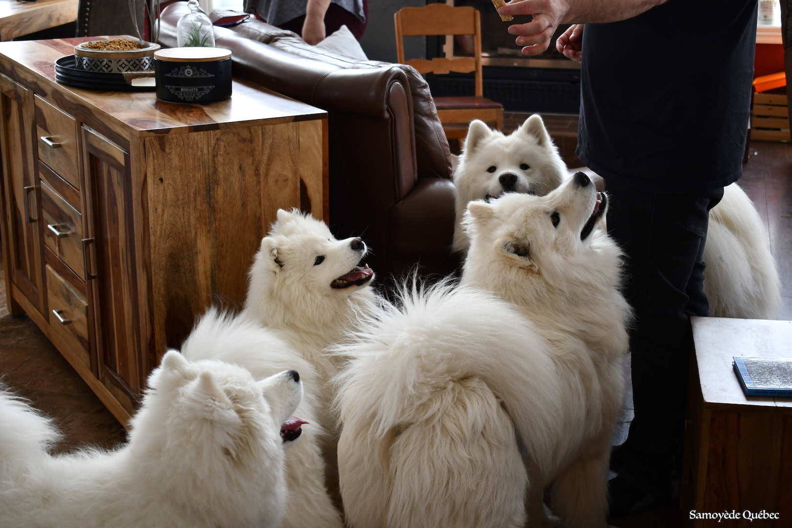 Nushka Lucky Akela Balto