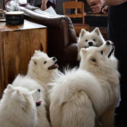 Nushka Lucky Akela Balto