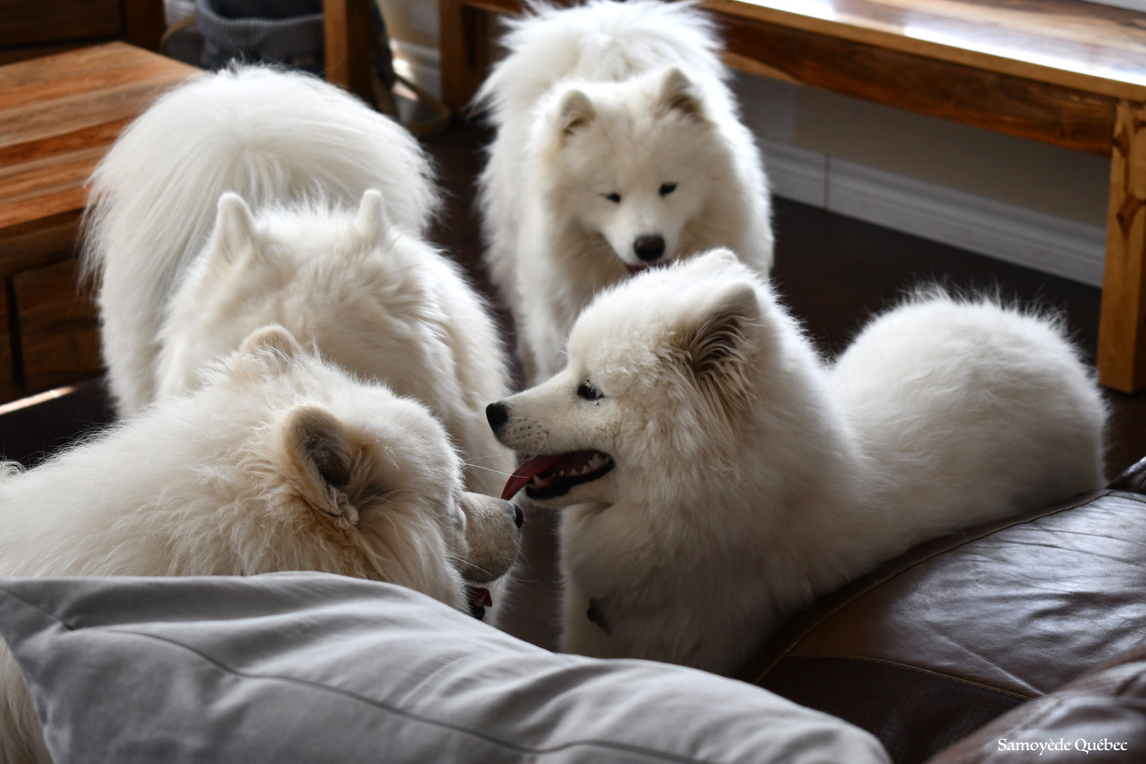 Nushka Lucky Akela Balto