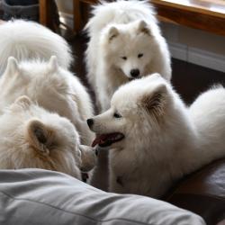 Nushka Lucky Akela Balto