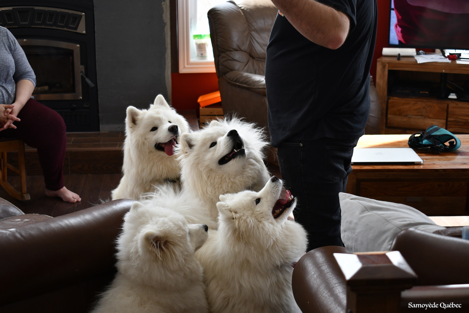 Nushka Lucky Akela Balto