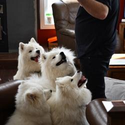 Nushka Lucky Akela Balto