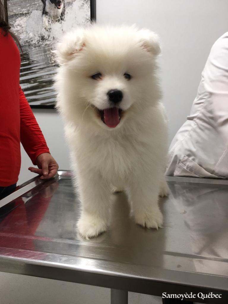 Taiga 2 months