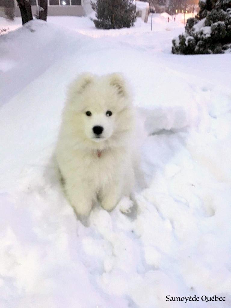 Taiga 3 mois