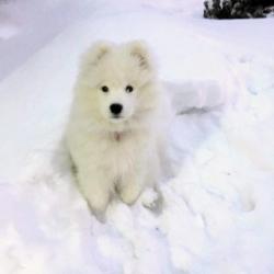 Taiga 3 mois