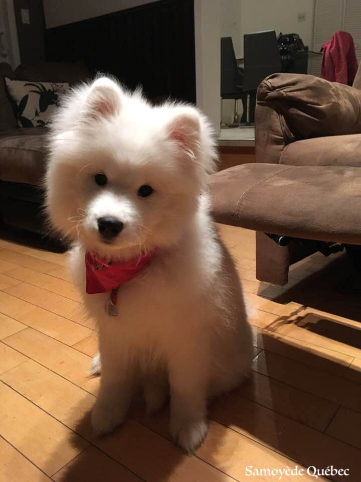 Taiga 4 months