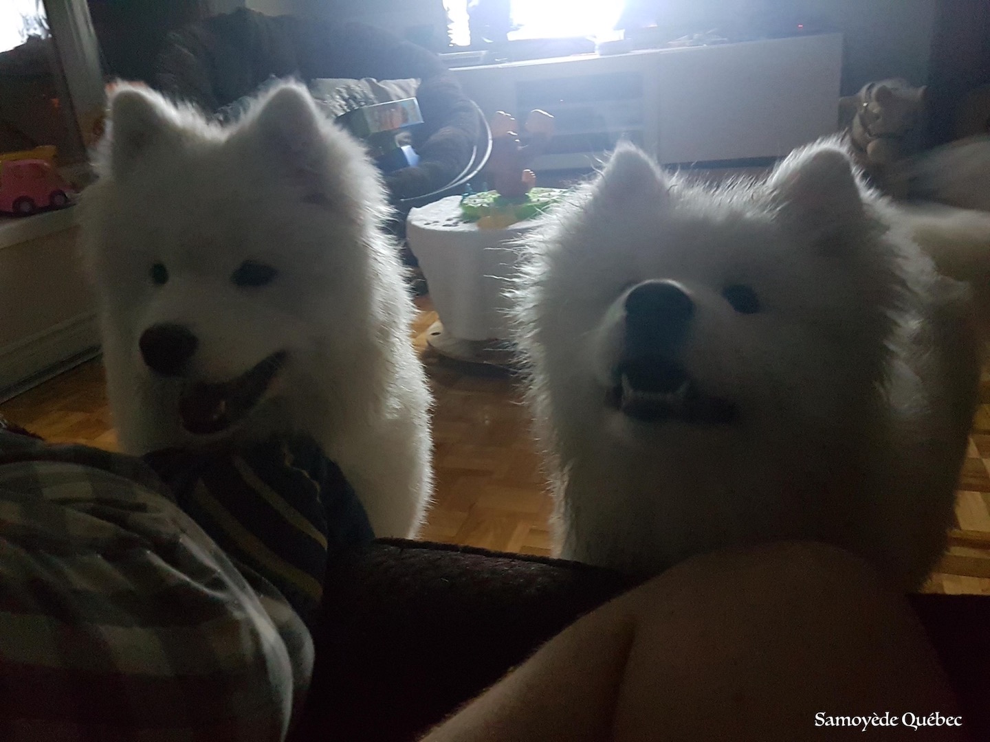 Taiga en Visite chez Suka
