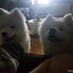 Taiga en Visite chez Suka