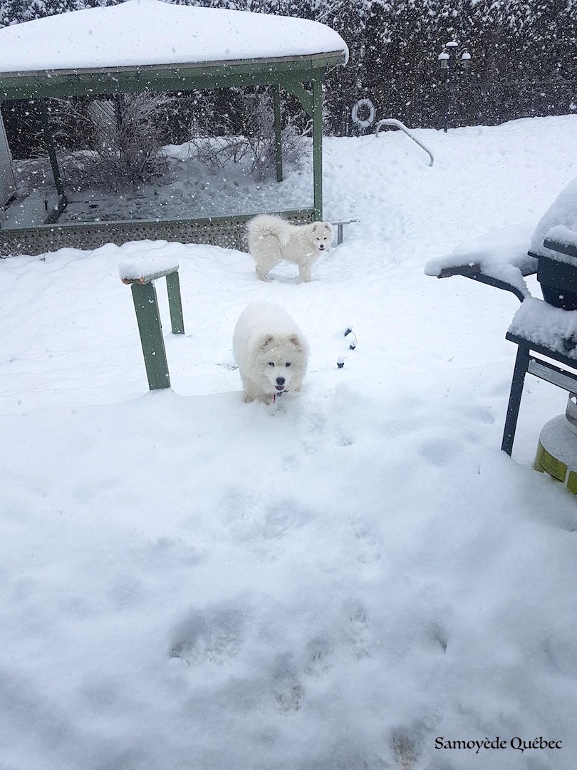 Taiga visiting Suka at home