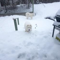 Taiga en Visite chez Suka