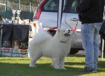 Magic Baby de Samoyed Kennel For Love (Adorable Smile)