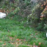 Chiots