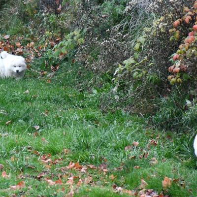 Chiots