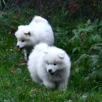 Chiots