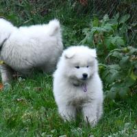 Chiots