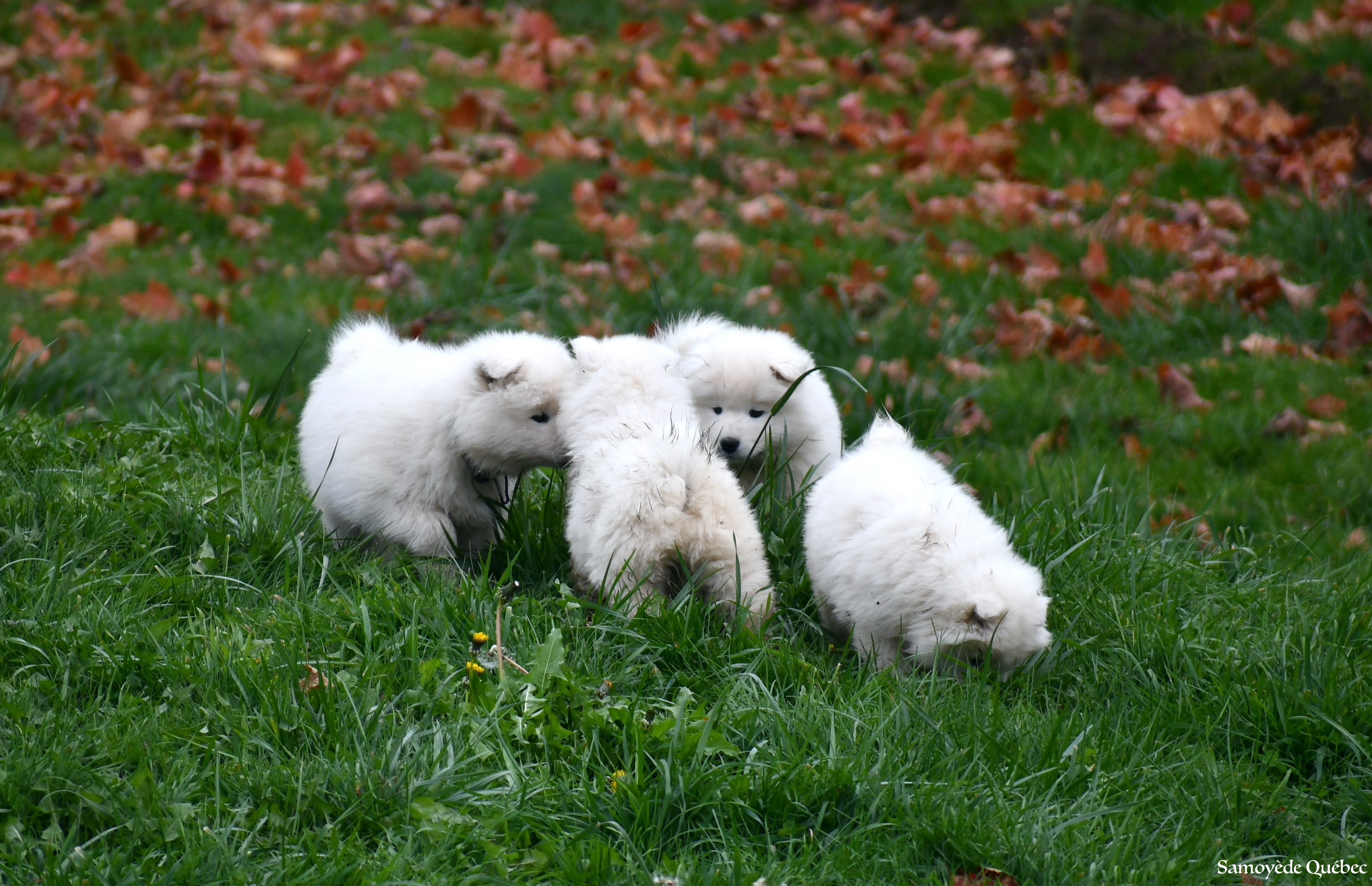 Chiots